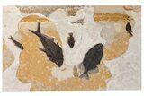 Green River Fossil Fish Mural With Diplomystus & Phareodus #254198-1